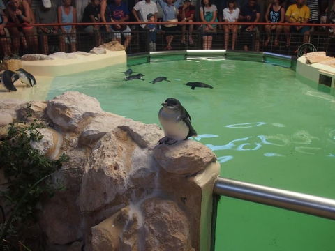 Anchorage Guest House - Lightning Ridge Tourism 0