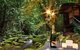 Misty Mountains Rainforest Retreat - thumb 3