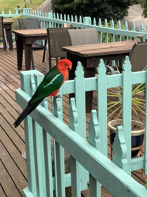 The Goat And Goose B&B - Lightning Ridge Tourism 5