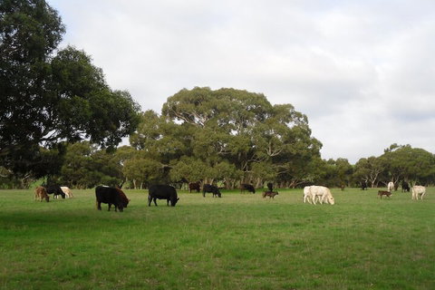 Wenton Farm Holiday Cottages - Lightning Ridge Tourism 4