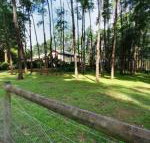 Fernglade on Menzies