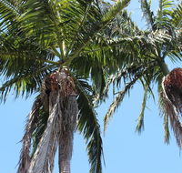 Tri Byron Bay - Lightning Ridge Tourism