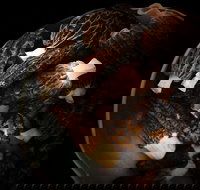 The Ox and Hound Bistro