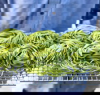 Young Barons - Lightning Ridge Tourism