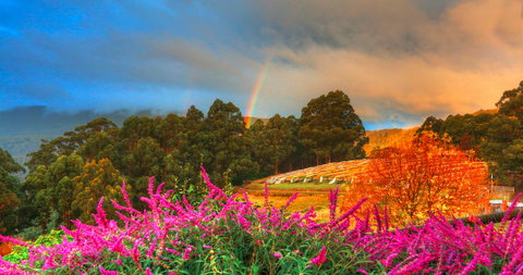 Hartzview Vineyard - Lightning Ridge Tourism 2