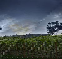 Dalrymple Vineyards - Lightning Ridge Tourism