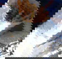 Ragenovich Bros Chickens - Lightning Ridge Tourism