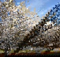 Allambie Orchard and Cafe - Lightning Ridge Tourism