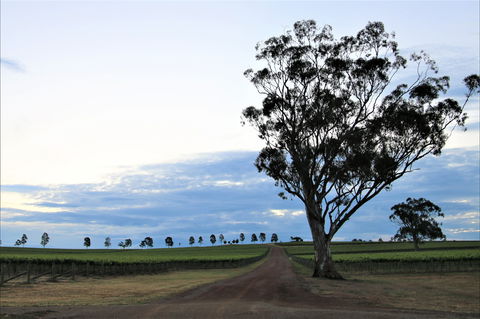 Two Rivers Wines - Lightning Ridge Tourism 1