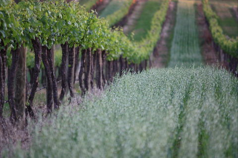 Two Rivers Wines - Lightning Ridge Tourism 2