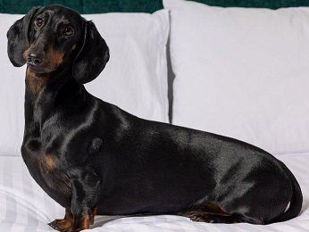 The Sebel Canberra Civic Hotel - Lightning Ridge Tourism 14