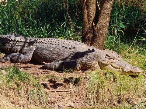 Novotel Darwin Atrium - Lightning Ridge Tourism 16