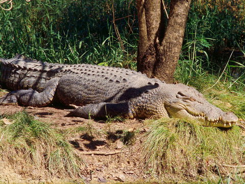 Mercure Darwin Airport Resort - Lightning Ridge Tourism 17