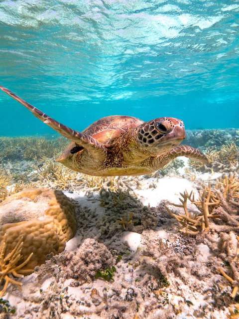 Heron Island Resort - Lightning Ridge Tourism 0