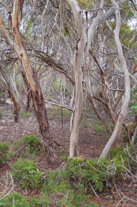 Kestrel Downs - Lightning Ridge Tourism 19