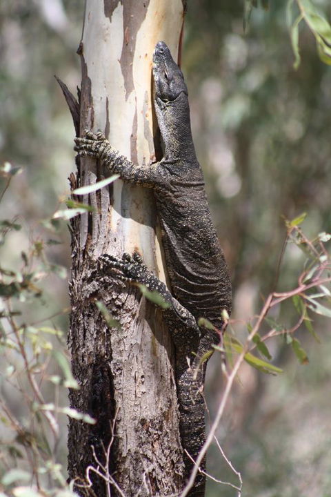 Rabbiters Hut - Lightning Ridge Tourism 30