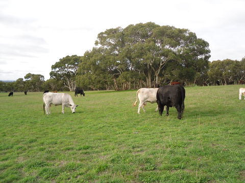 Wenton Farm Holiday Cottages - Lightning Ridge Tourism 17