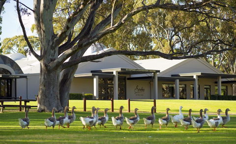 Serafino McLaren Vale - Lightning Ridge Tourism 0