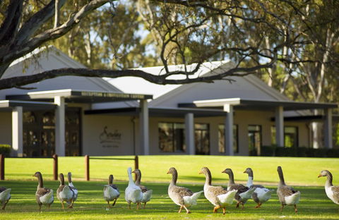 Serafino McLaren Vale - Lightning Ridge Tourism 17