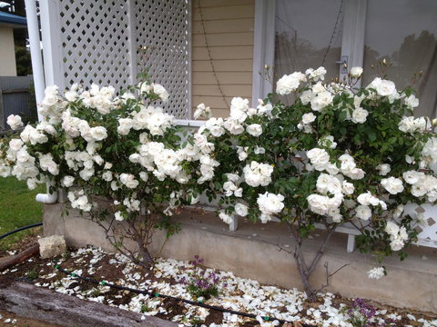 Railway Cottage In Beachport - Lightning Ridge Tourism 12