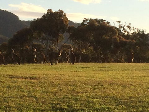Grapevines Boutique Accommodation - Lightning Ridge Tourism 26