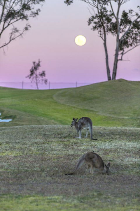 Oaks Cypress Lakes Resort - Lightning Ridge Tourism 28