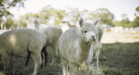 The Woods Farm Jervis Bay - Lightning Ridge Tourism 12