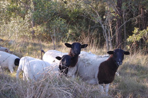 Cadair Cottages - Lightning Ridge Tourism 15