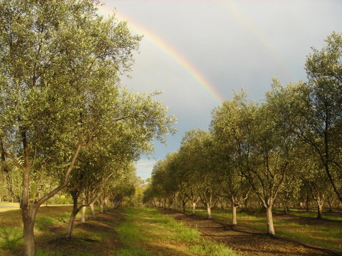 Adina Vineyard - Lightning Ridge Tourism 19