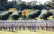Adina Vineyard - thumb 15