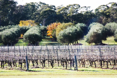 Adina Vineyard - Lightning Ridge Tourism 15