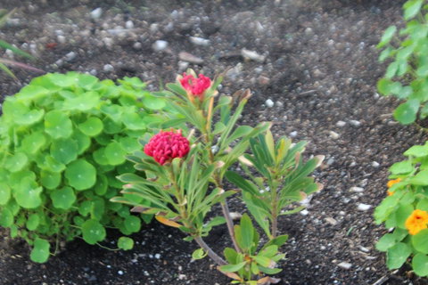 Red Waratah - Lightning Ridge Tourism 12