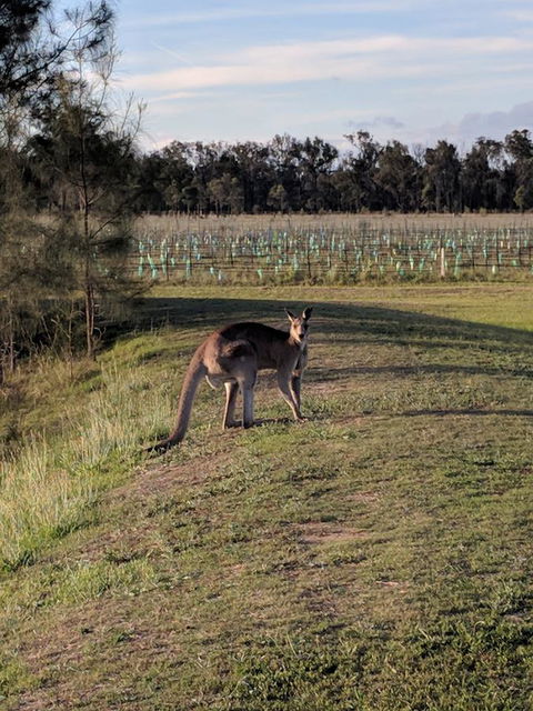 Madigan Wine Country Cottages - Lightning Ridge Tourism 7
