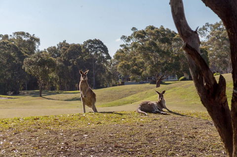 Horizons Retreat & Golf, Villa 133 - Lightning Ridge Tourism 18