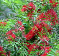 Bottlebrush B  B - Lightning Ridge Tourism