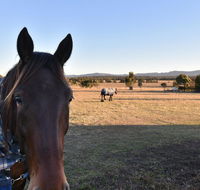 Clydesdale Cottage on Talga with real Clydesdale Horses - Lightning Ridge Tourism