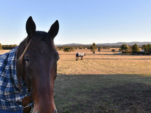 Clydesdale Cottage On Talga With Real Clydesdale Horses - Lightning Ridge Tourism 0