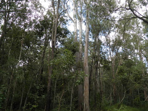 Coucals Cottage - Lightning Ridge Tourism 3