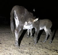 Donkey Tales Farm Cottages - Lightning Ridge Tourism