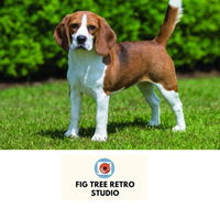 Fig Tree Retro Studio - Lightning Ridge Tourism