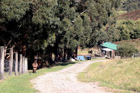 Johanna River Farm & Cottages - Lightning Ridge Tourism 1