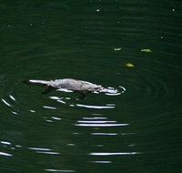 Kaalba - Lightning Ridge Tourism