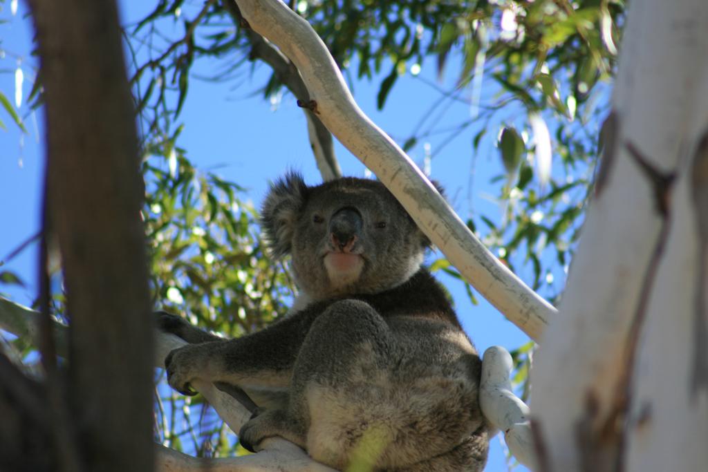 Vale Park SA Lightning Ridge Tourism
