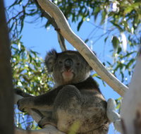 Levi Park Caravan Park - Lightning Ridge Tourism