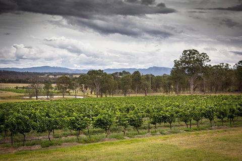 Molly Morgan Vineyard - Lightning Ridge Tourism 2