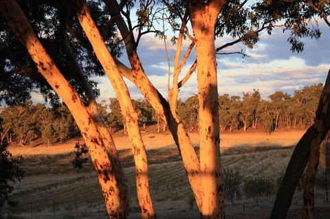 Hotham Ridge Estate - Lightning Ridge Tourism 30