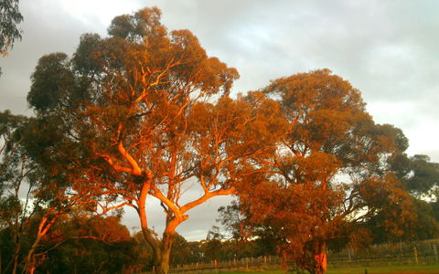 Hotham Ridge Estate - Lightning Ridge Tourism 35
