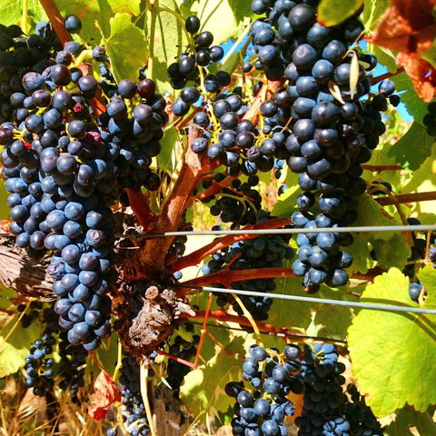 Hotham Ridge Estate - Lightning Ridge Tourism 32