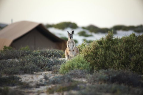 Sal Salis Ningaloo Reef - Lightning Ridge Tourism 32