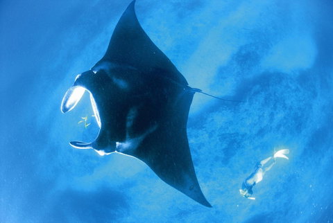 Sal Salis Ningaloo Reef - Lightning Ridge Tourism 28